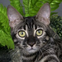  ♥ ♥ ♥ Color : Black brown spotted (tabby) point charcoal 