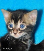 Thermolite Nikolas /sold  boy/ ♥ Brown (black) marbled charcol