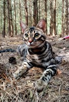 brown spotted tabbycharcoal ♥♥♥